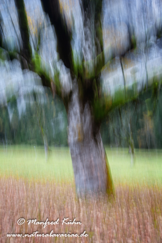 Wischer (Bäume)_0006