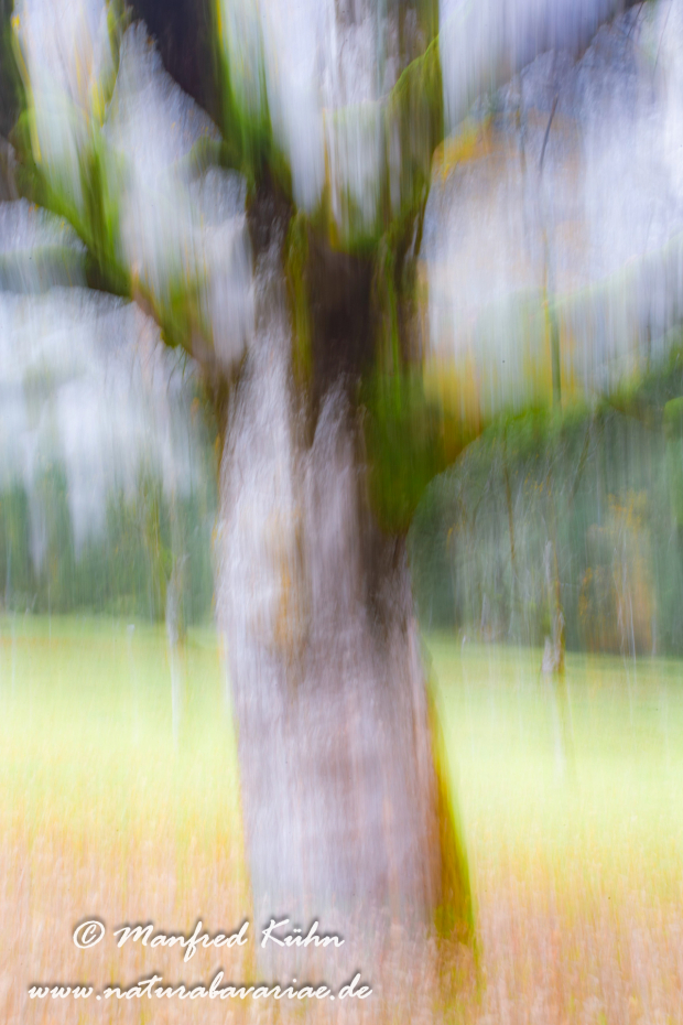 Wischer (Bäume)_0007