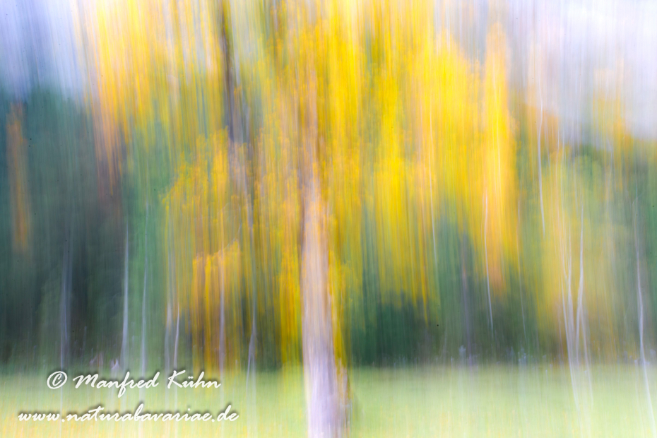 Wischer (Bäume)_0012