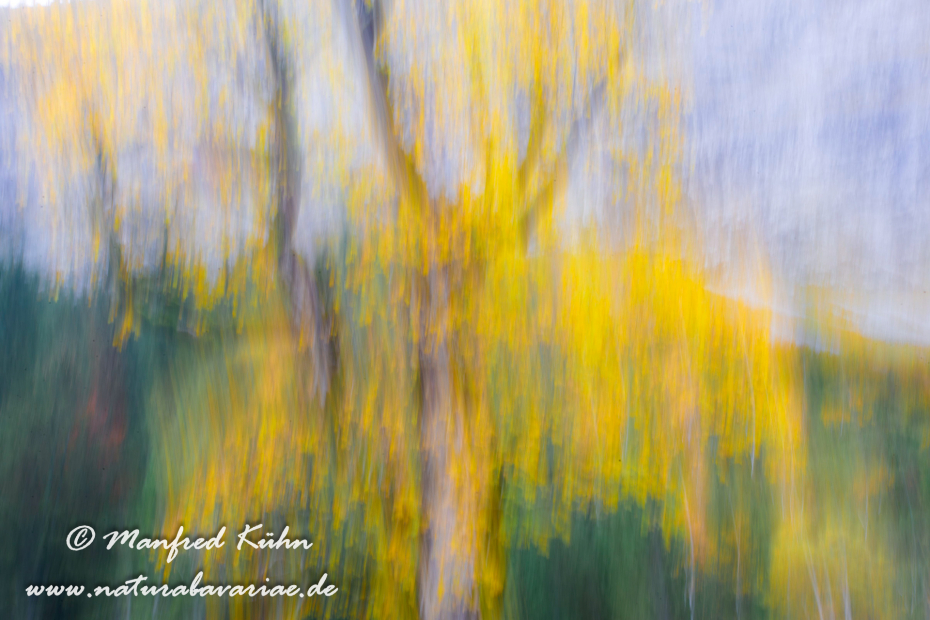 Wischer (Bäume)_0013
