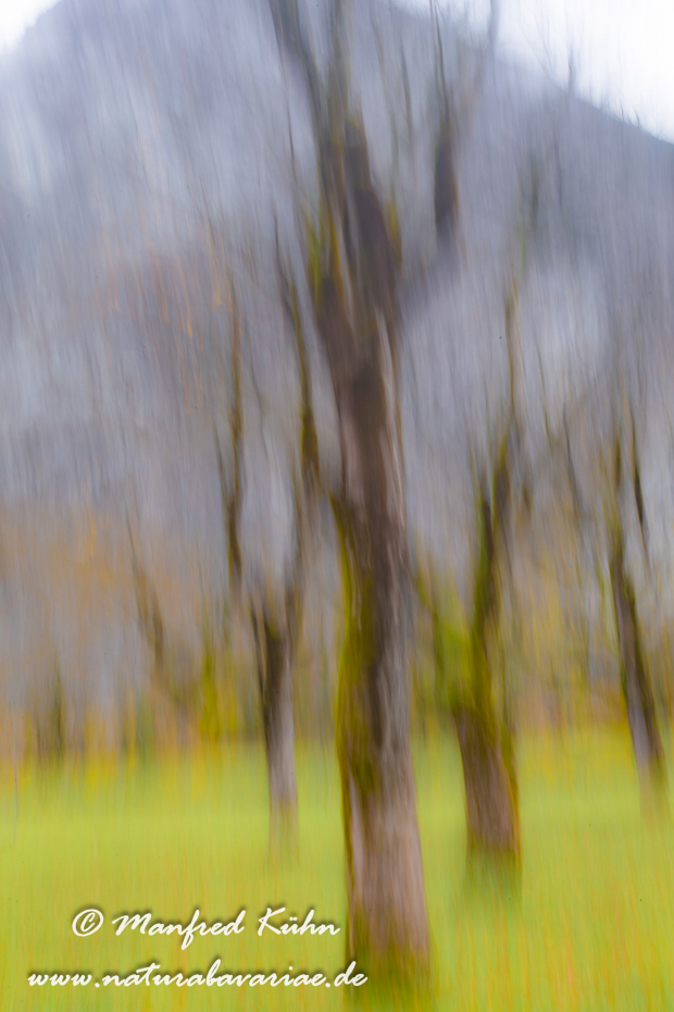Wischer (Bäume)_0014