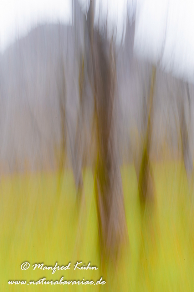 Wischer (Bäume)_0015