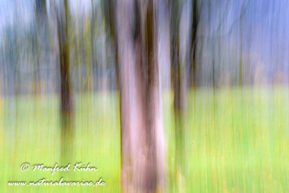 Wischer (Bäume)_0016