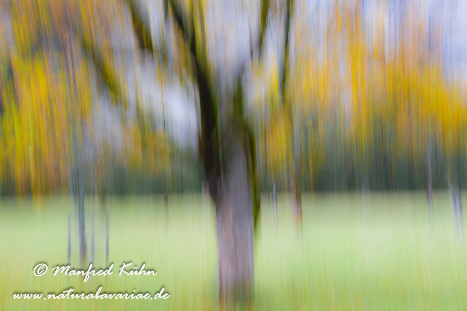 Wischer (Bäume)_0018