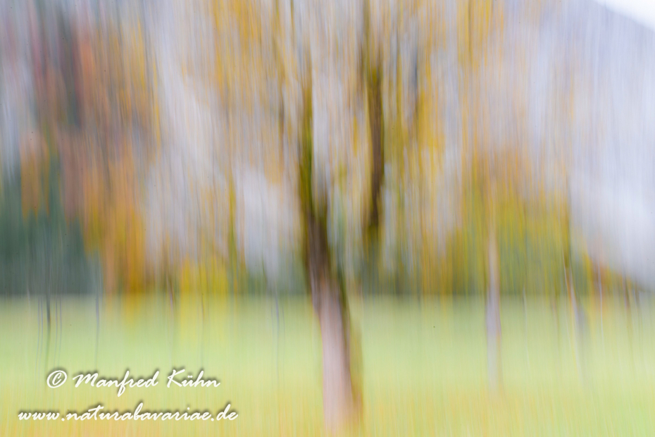 Wischer (Bäume)_0019