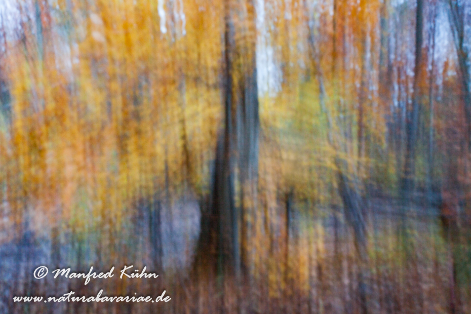 Wischer (Bäume)_0021