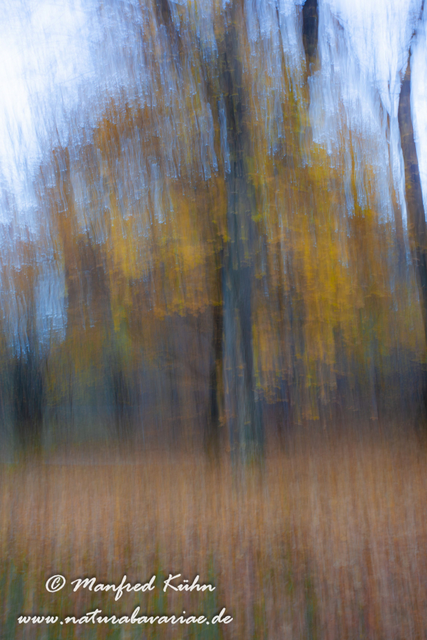 Wischer (Bäume)_0022