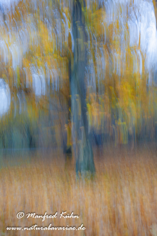 Wischer (Bäume)_0023