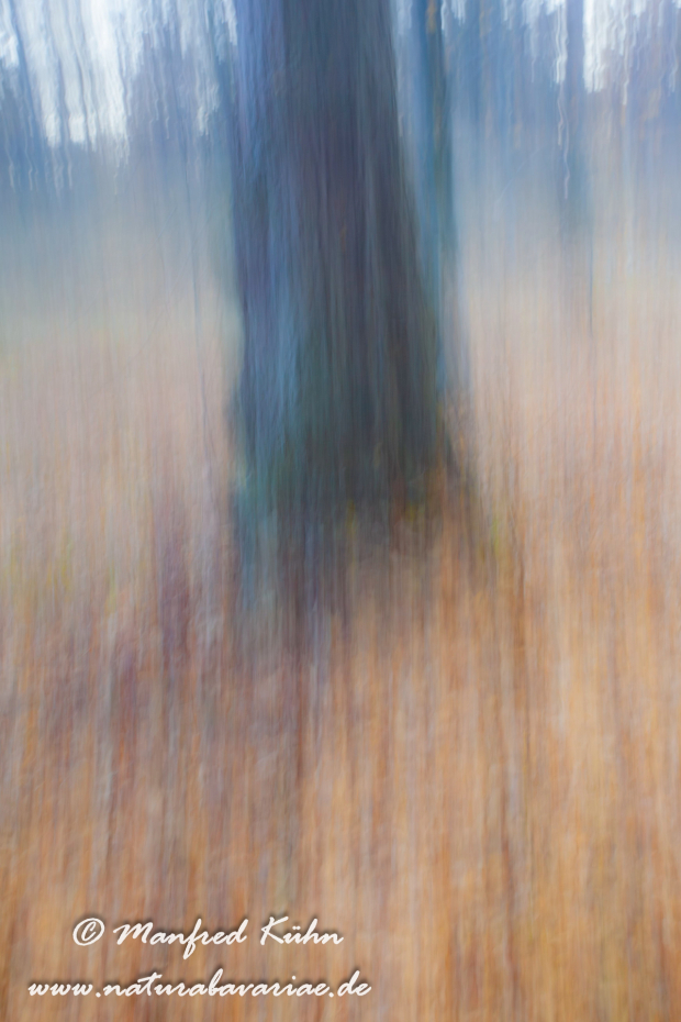 Wischer (Bäume)_0024