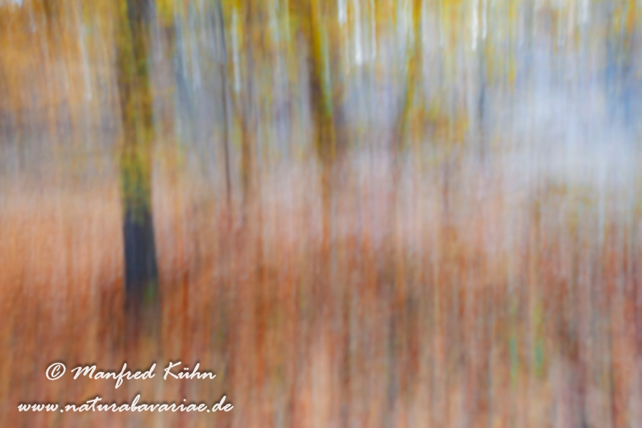 Wischer (Bäume)_0025