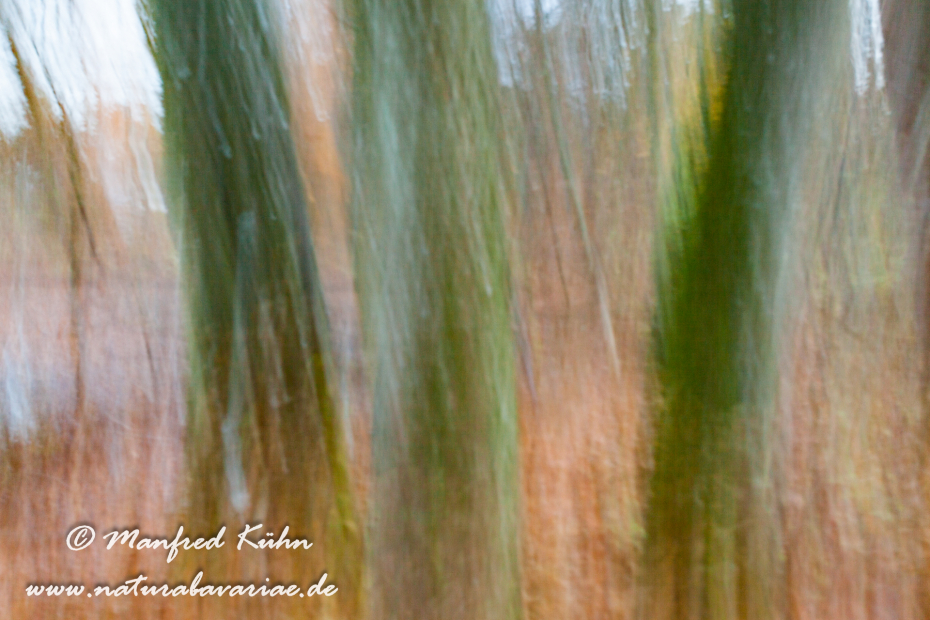 Wischer (Bäume)_0027