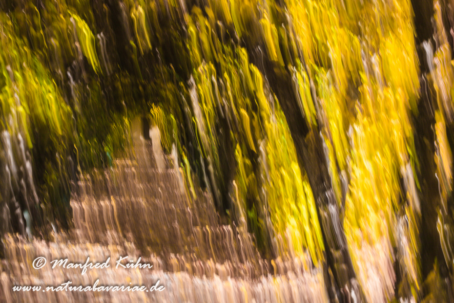 Wischer (Bäume)_0030