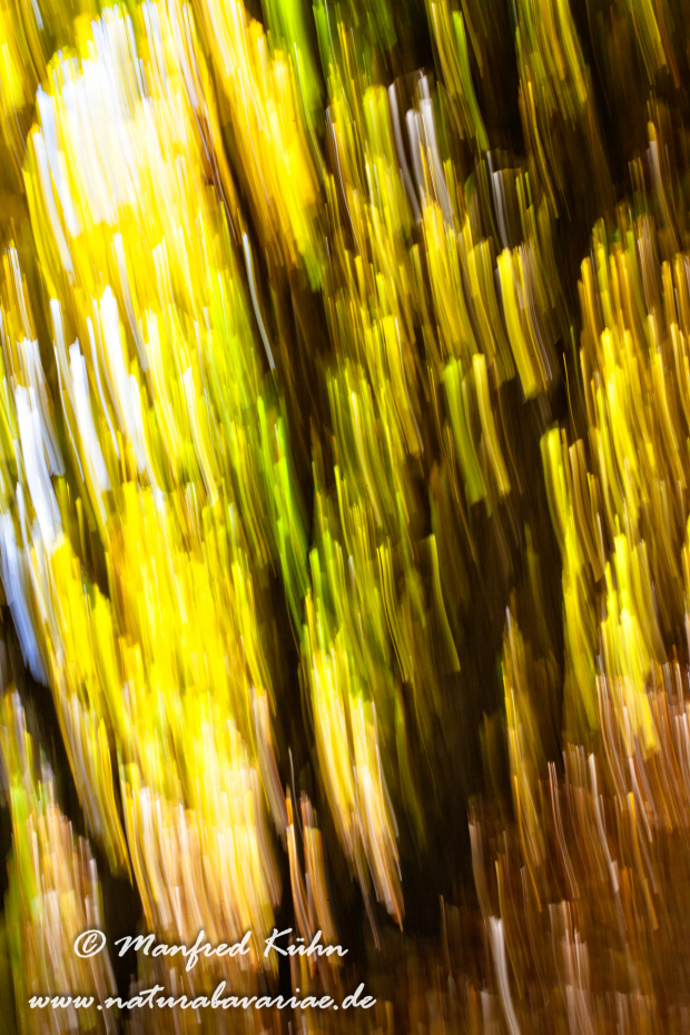Wischer (Bäume)_0036