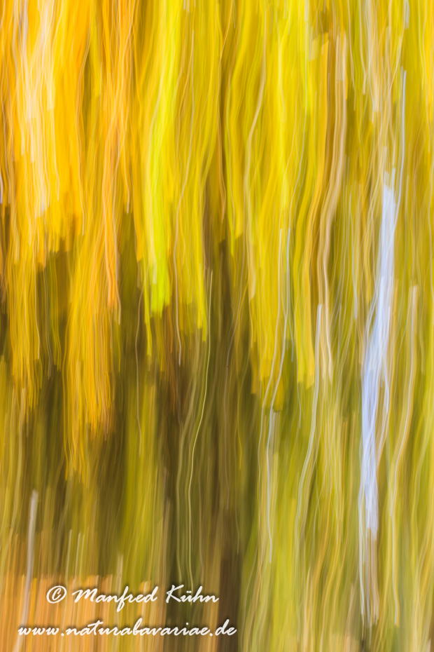 Wischer (Bäume)_0038