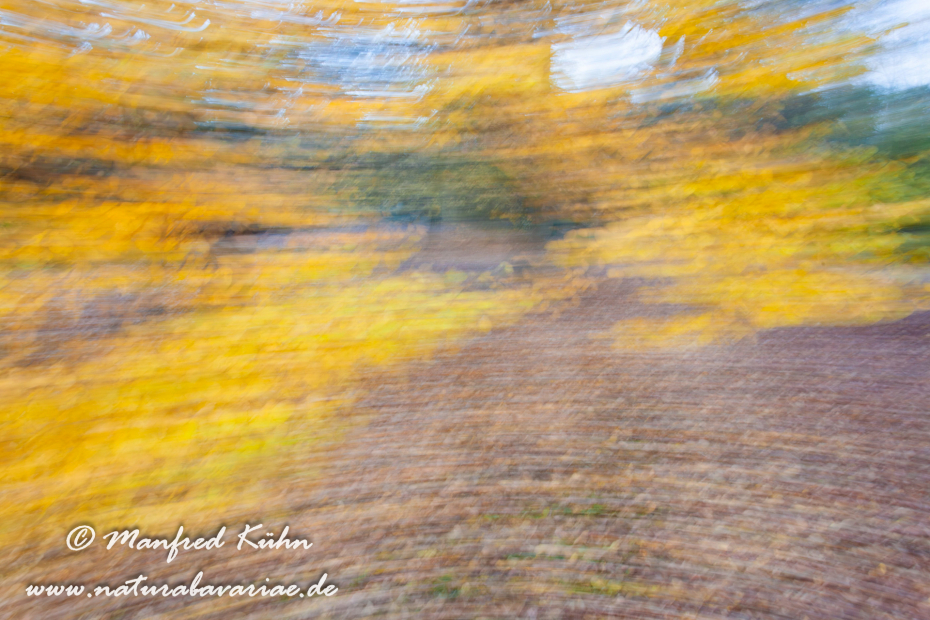 Wischer (Bäume)_0040