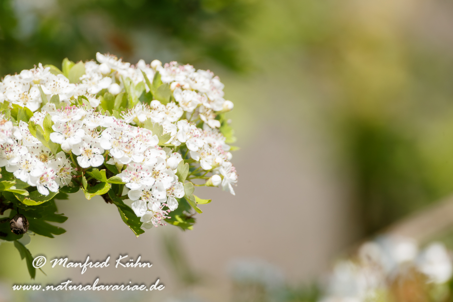Weißdorn (Eingriffeliger)_0013