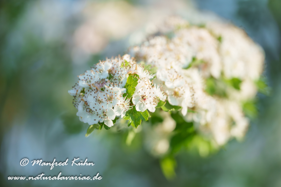 Weißdorn (Eingriffeliger)_0033