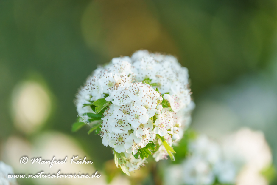 Weißdorn (Eingriffeliger)_0035