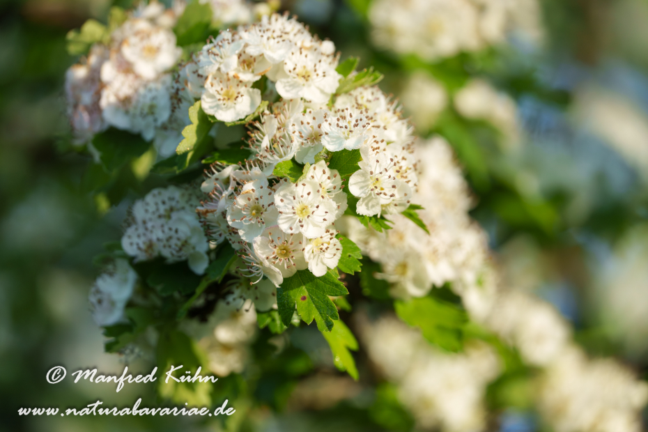 Weißdorn (Eingriffeliger)_0042