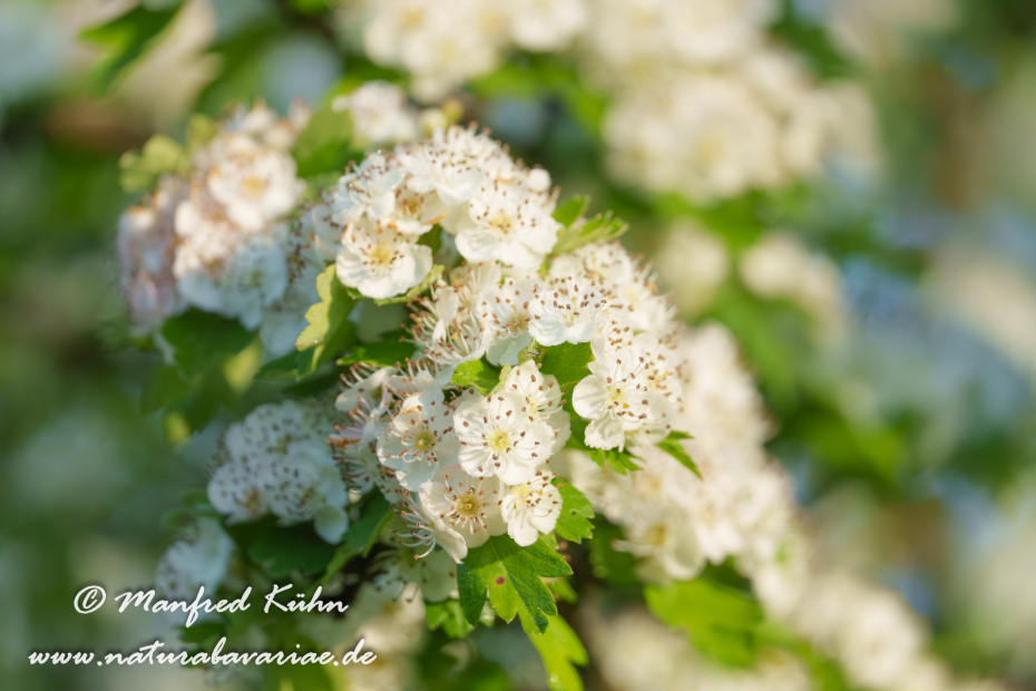 Weißdorn (Eingriffeliger)_0044