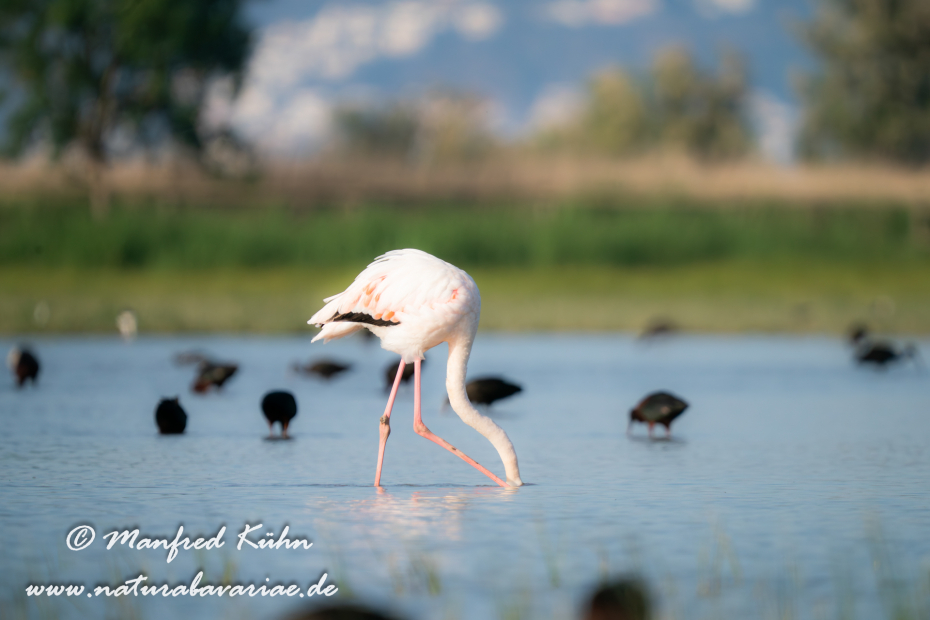 Flamingo (rosa)_0227