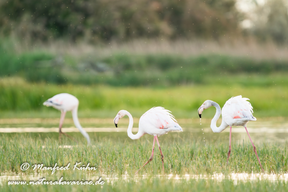 Flamingo (rosa)_0244