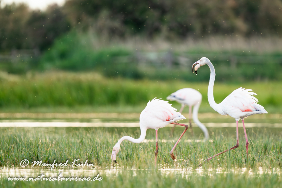 Flamingo (rosa)_0248
