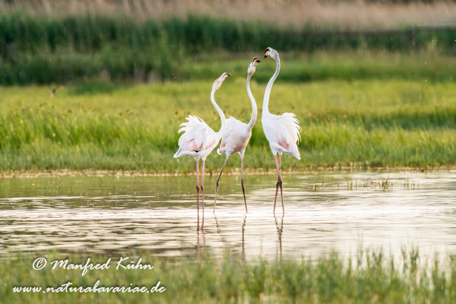 Flamingo (rosa)_0255