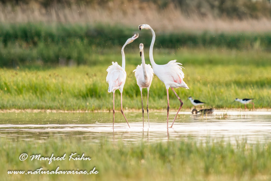 Flamingo (rosa)_0257