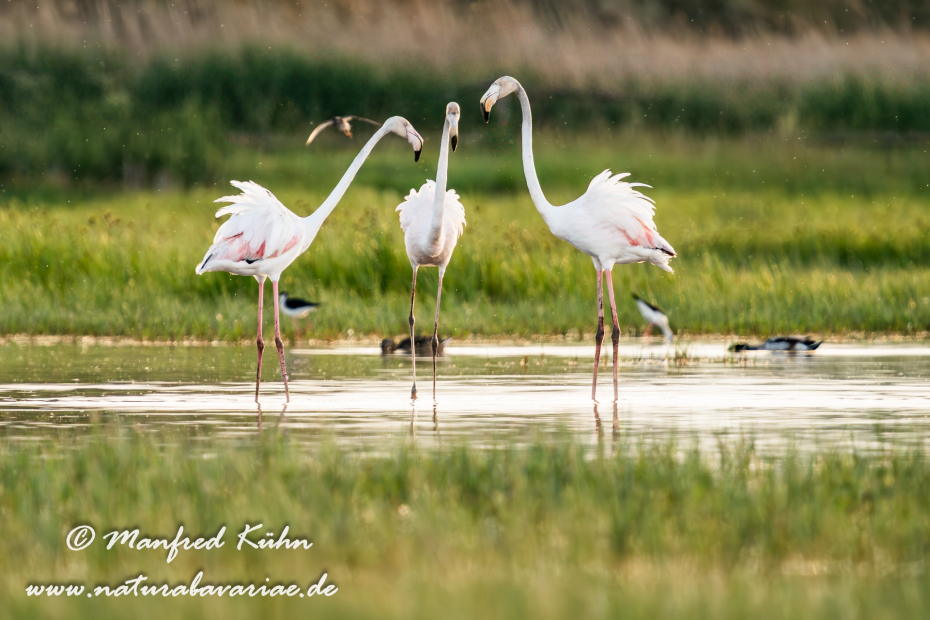 Flamingo (rosa)_0260