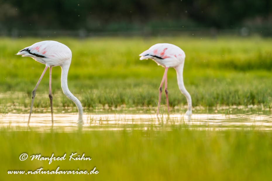 Flamingo (rosa)_0265