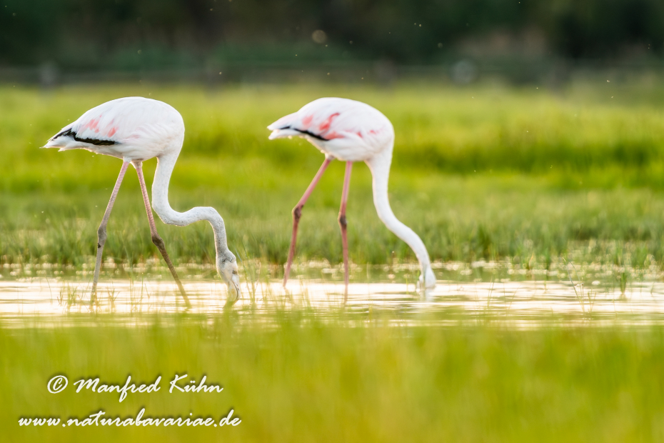 Flamingo (rosa)_0266