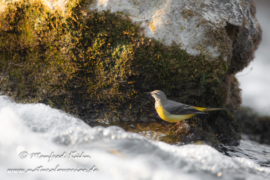 Gebirgsstelze ()_0009