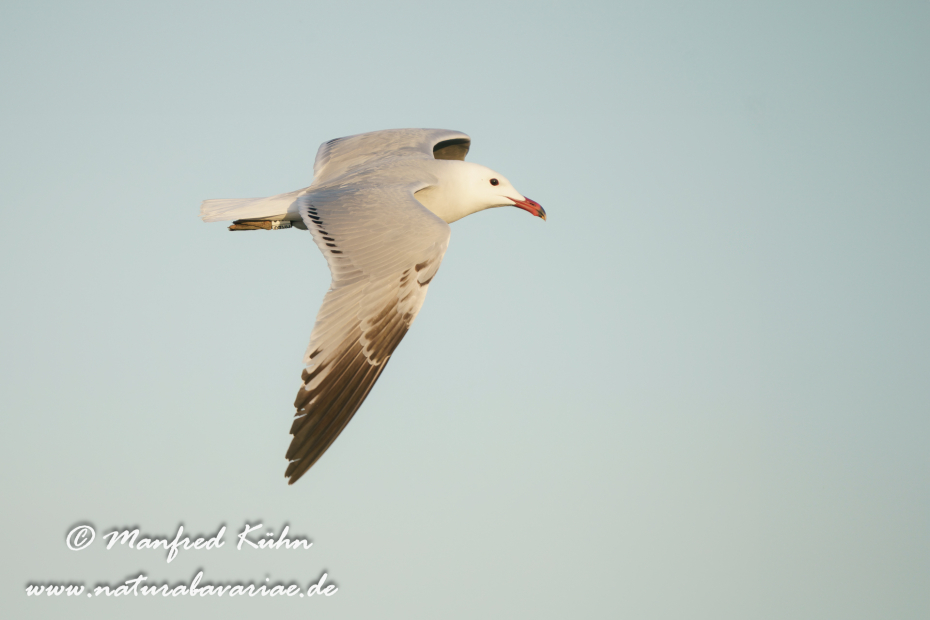 Korallenmöwe ()_0097