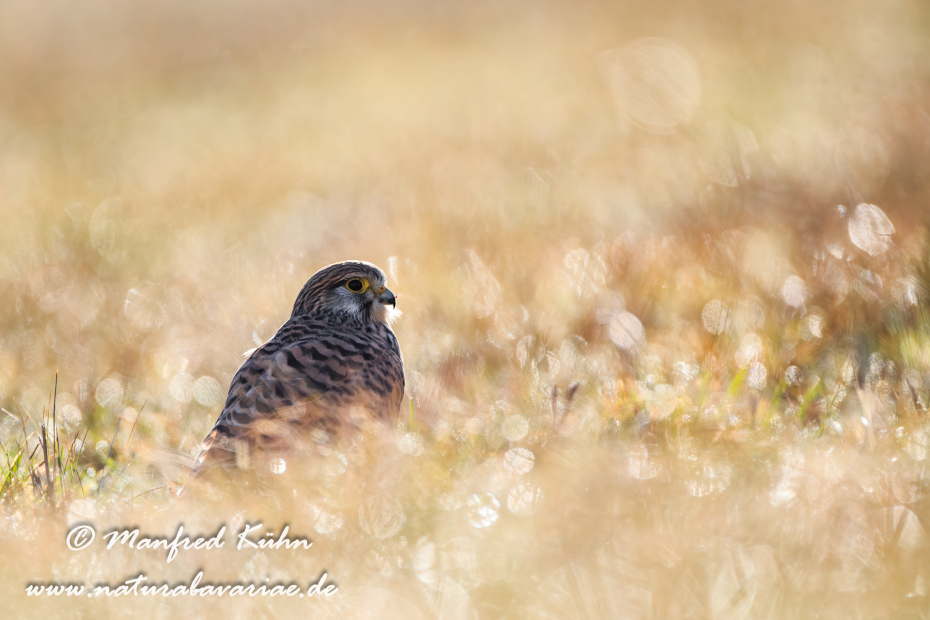 Turmfalke ()_0066