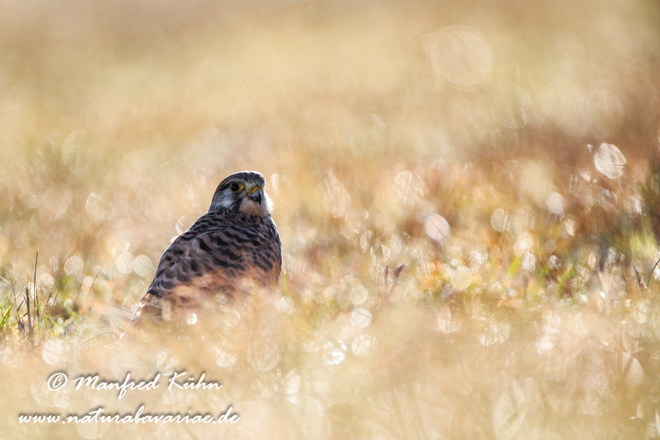 Turmfalke ()_0068