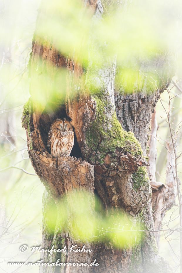 Waldkauz ()_0049