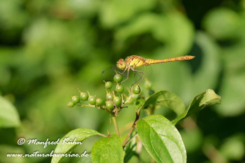 Heidelibelle (Gemeine)_0015