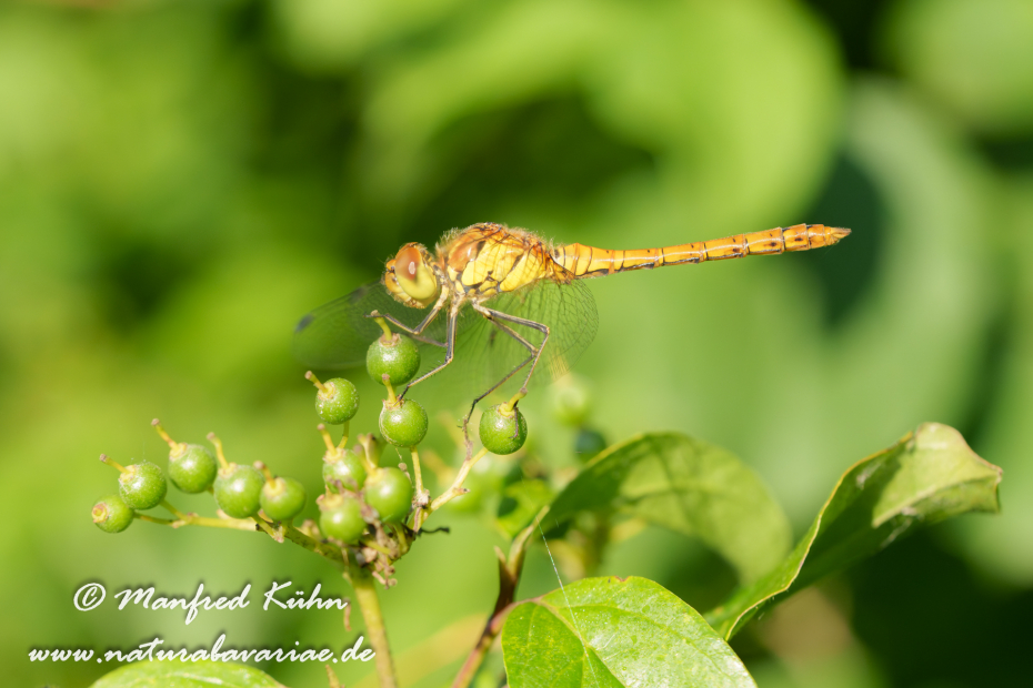 Heidelibelle (Gemeine)_0017