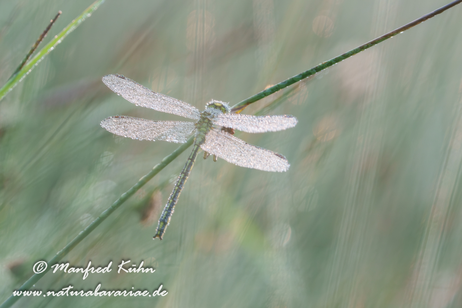 Keiljungfer (Westliche)_0058