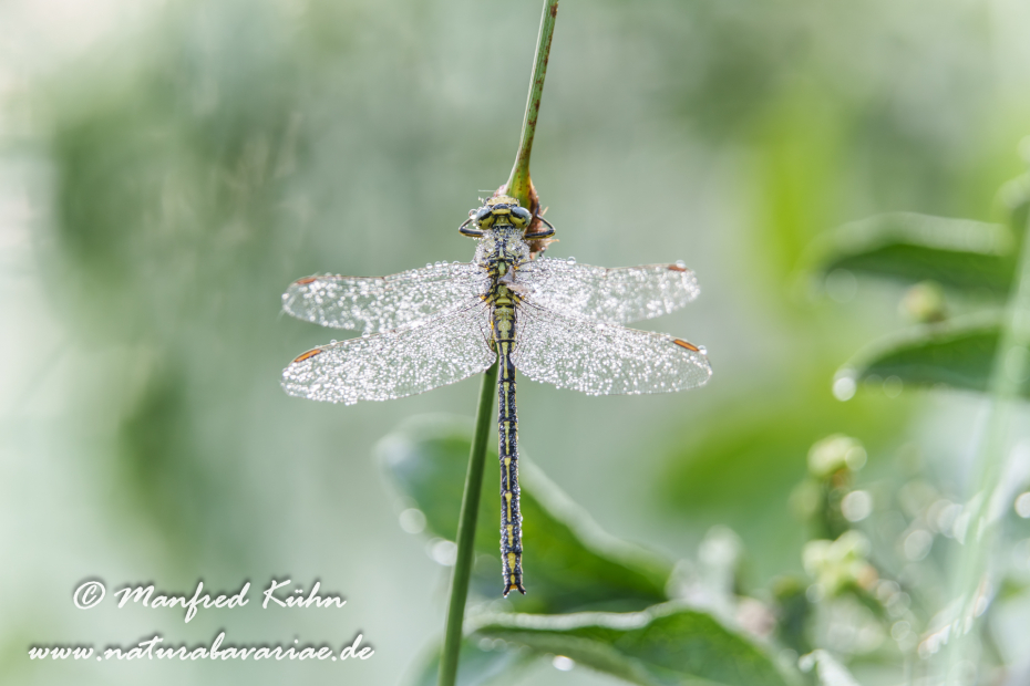 Keiljungfer (Westliche)_0059