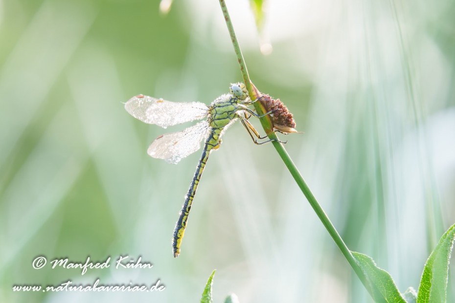 Keiljungfer (Westliche)_0067