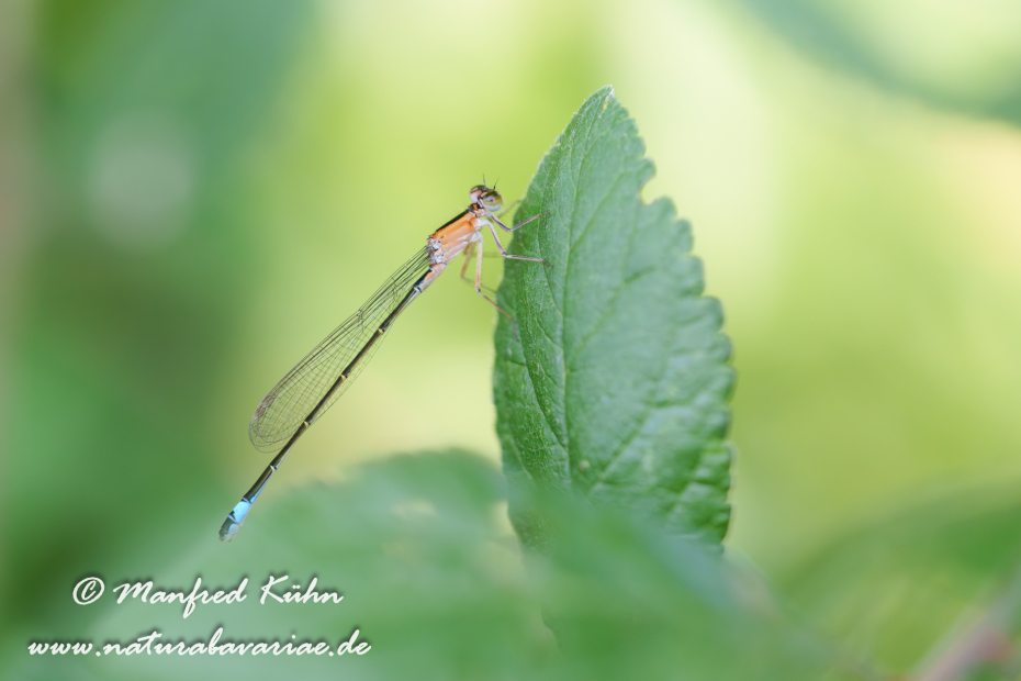 Pechlibelle (Große)_0047