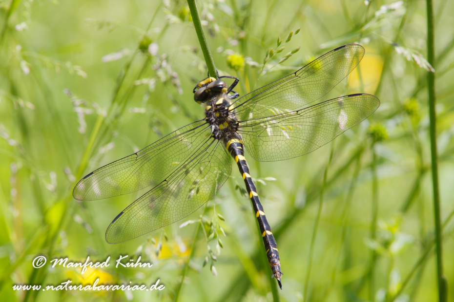 Quelljungfer (Gestreifte)_0002