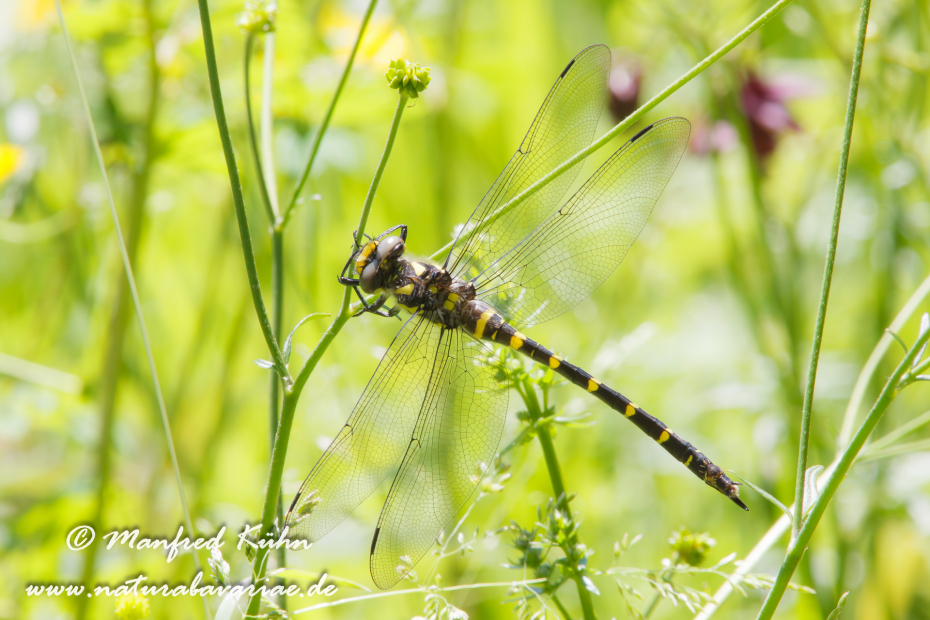 Quelljungfer (Gestreifte)_0006