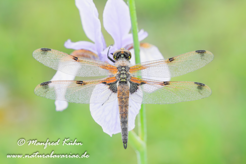 Vierflecklibelle ()_0021