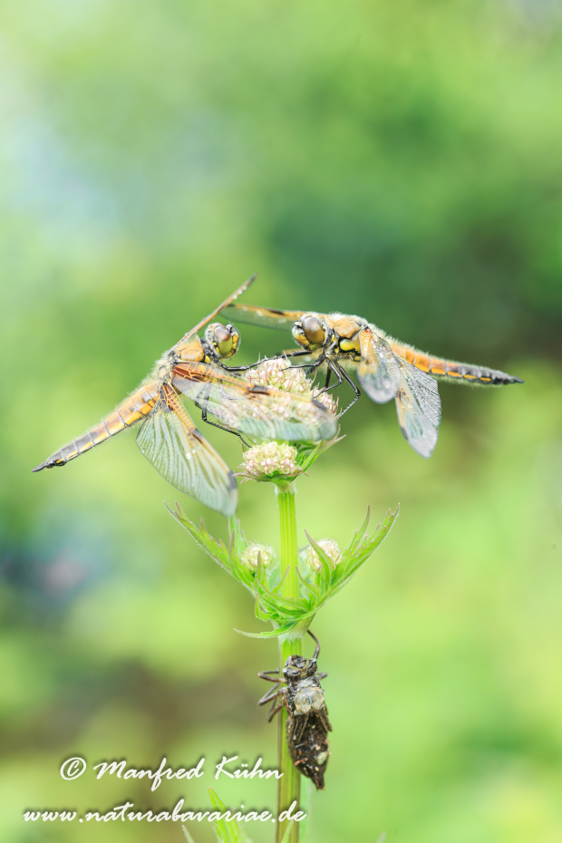 Vierflecklibelle ()_0032