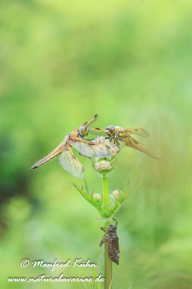 Vierflecklibelle ()_0033