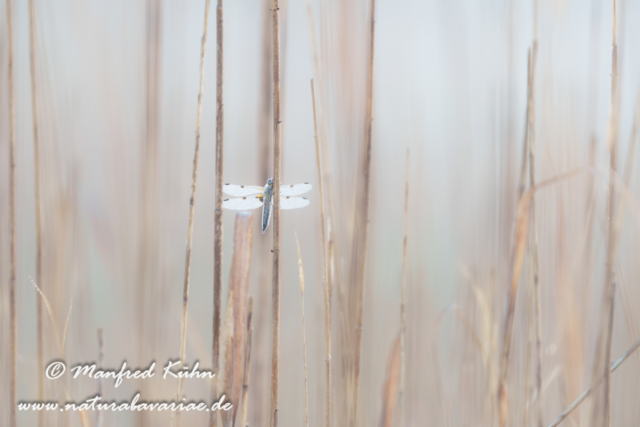 Vierflecklibelle ()_0069