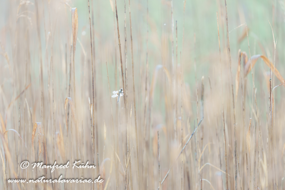 Vierflecklibelle ()_0072